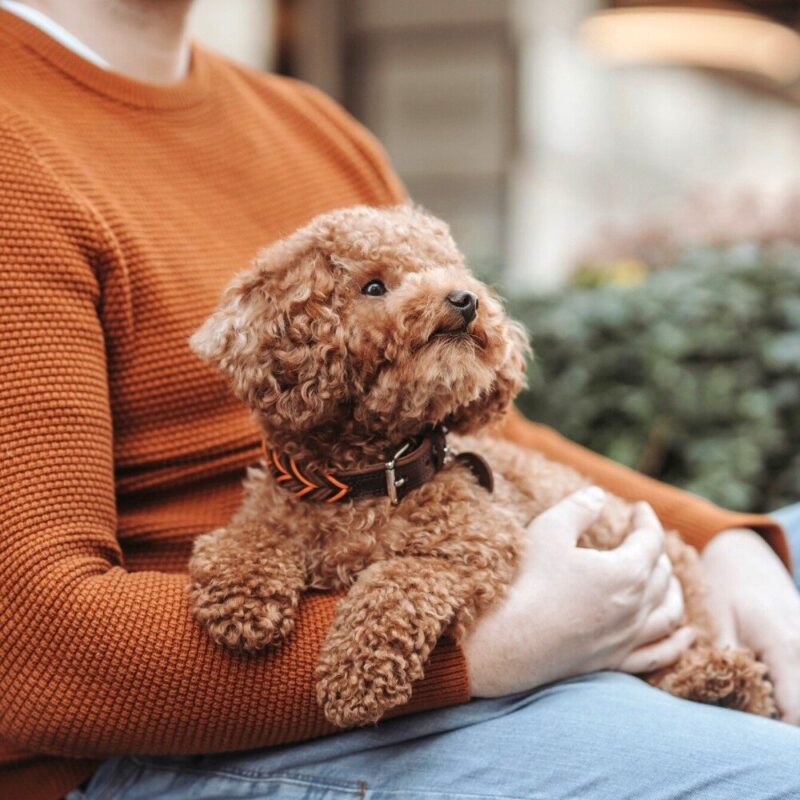 Halsband-Solid-Education-6.jpg Leren Halsband Solid Education