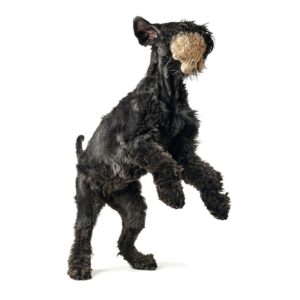 Hondenknuffel-Balou-2.jpg Hondenknuffel Kleine Balou