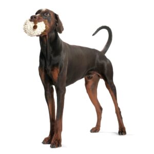 Hondenknuffel-Schaap-3.jpg Hondenknuffel Kleine Schaap