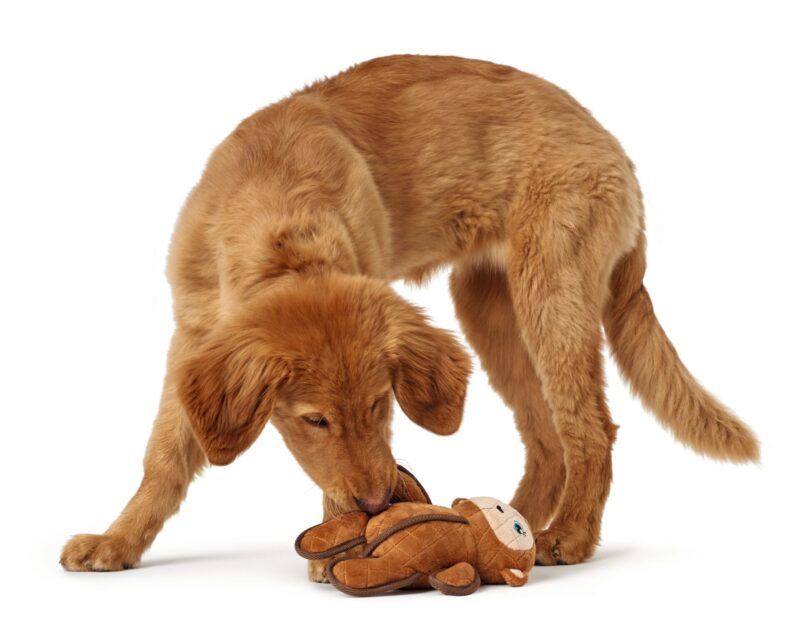 Hondenknuffel-Sterke-Aap-nieuw.jpg Hondenknuffel Sterke Aap