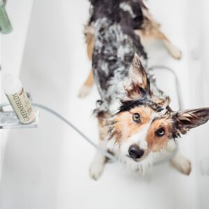 Hondenshampoo-Greenfields-2_vergroot.jpg Shampoo & Conditioner (2-in-1)