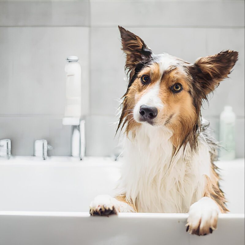 Hondenshampoo-Greenfields_vergroot-kopie.jpg Shampoo & Conditioner (2-in-1)