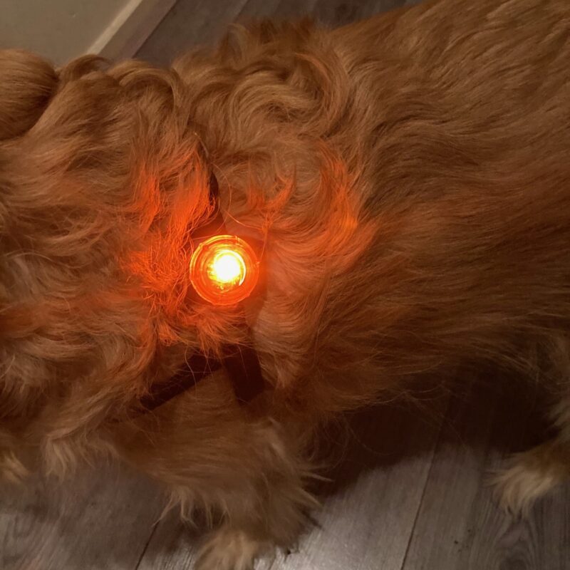 IMG_1534-kopie.jpg Veiligheidslampje Hond (Inclusief Batterij)