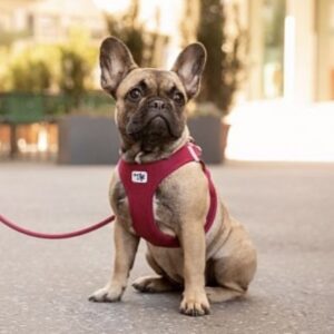 IMG_E3364.jpg Curli Tuigje Air-Mesh Rood