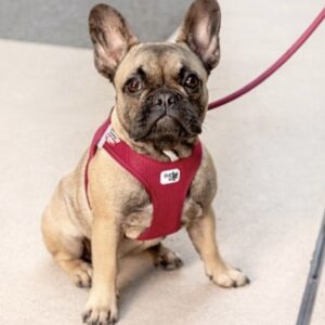 IMG_E3367.jpg Curli Tuigje Air-Mesh Rood