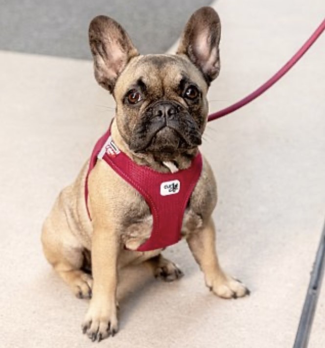 IMG_E3367.jpg Curli Tuigje Air-Mesh Rood