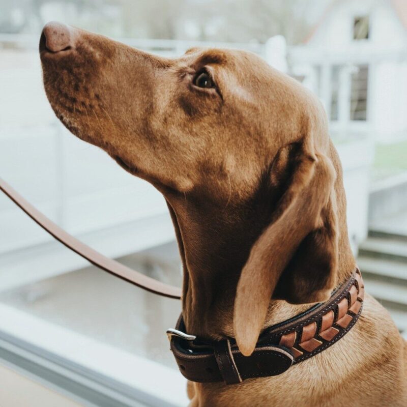 Leren Halsband El Paso