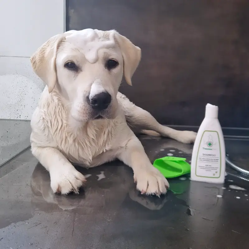 Lotti_white_labrador-1-shampoo-kopie.webp Hondenshampoo met Colloïdaal Zilver