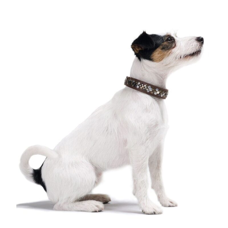 Leren Halsband Arizona