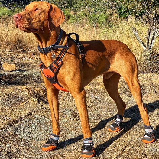 M-PETS-Hiking-dog-shoes.jpg Hondenschoenen Anti-Slip (2 stuks)