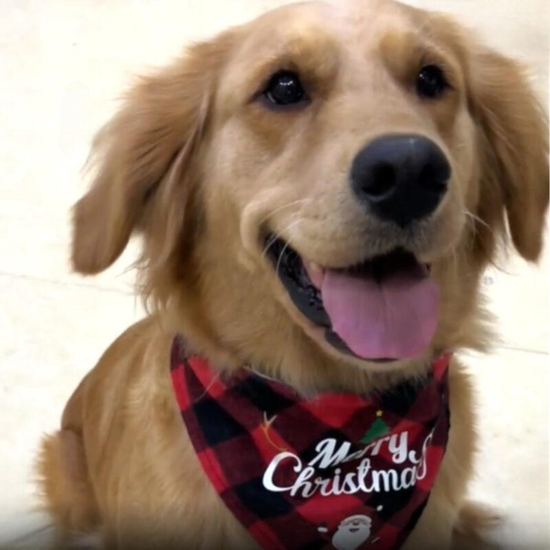 Merry-Christmas-Bandana-2.jpg Kerst Bandana Merry Christmas