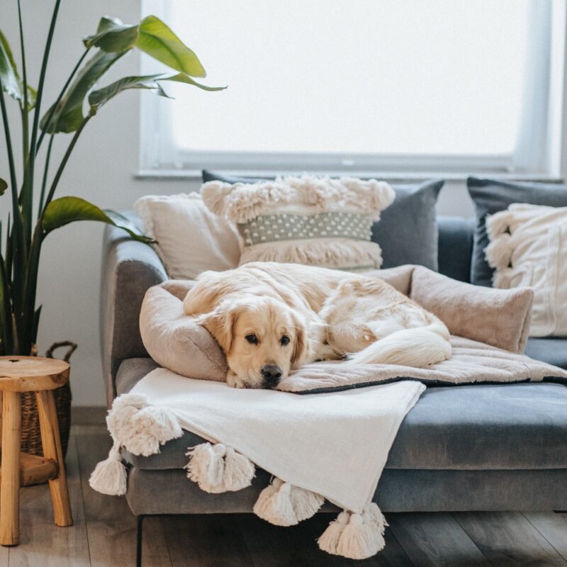 Hondendeken Bank Taupe