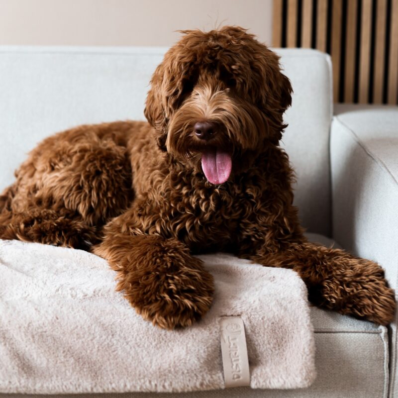 Hondendeken Pluche Taupe (100x70cm)