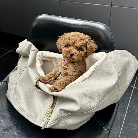 Pip-van-Pieternel-2.jpg Hondentas Leer Beige