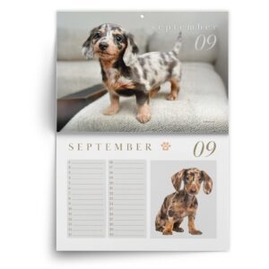 Teckel-sept.jpg Verjaardagskalender Teckel