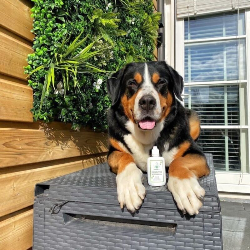 TraumaPet Oordruppels (50 ML)