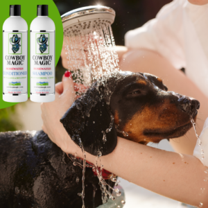 a-girl-bathes-a-dachshund-dog-with-shampoo-in-the-shower-in-the-garden.png Cowboy Magic Shampoo (473 ML)