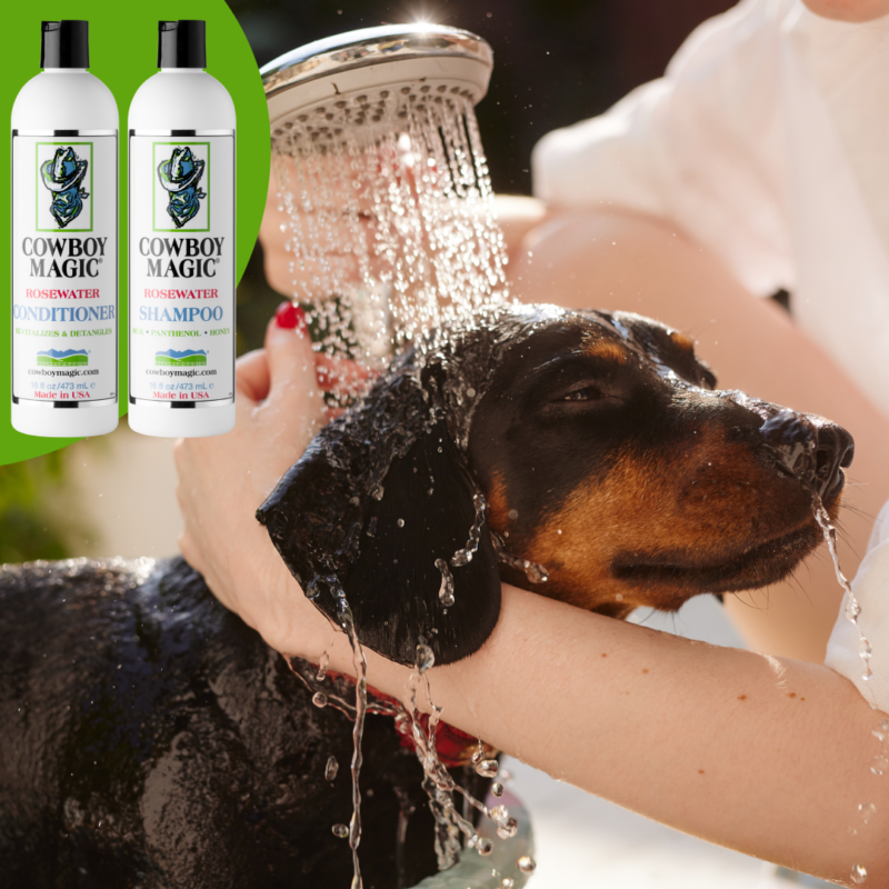 a-girl-bathes-a-dachshund-dog-with-shampoo-in-the-shower-in-the-garden.png Cowboy Magic Shampoo (473 ML)