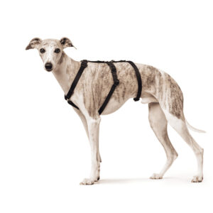 anti-ontsnappingstuigje-zwart-1.jpg Anti-ontsnappingstuig Zwart