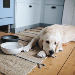 district-70-voerbak-golden-retriever-liggend.gif Voerbak BAMBOO Crème