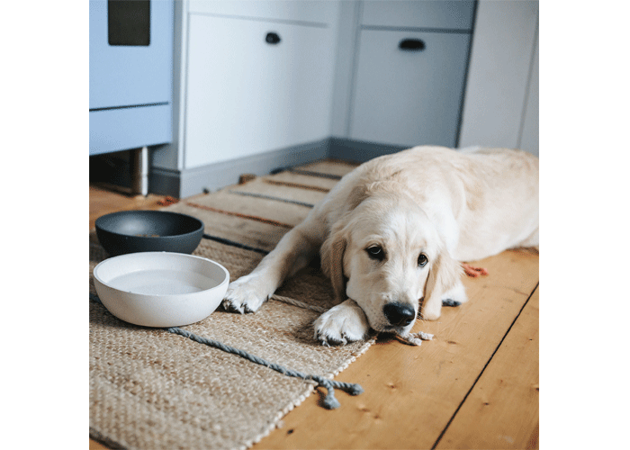 district-70-voerbak-golden-retriever-liggend.gif Voerbak BAMBOO Crème