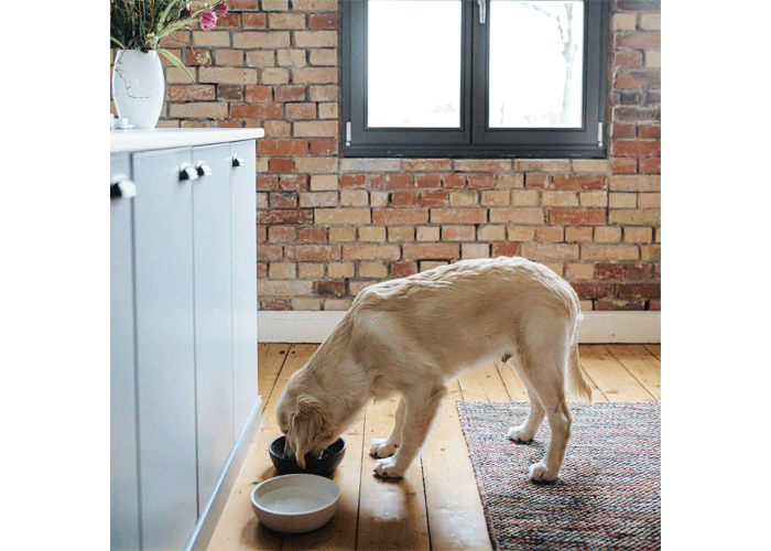 district-70-voerbak-golden-retriever.gif Voerbak BAMBOO Crème