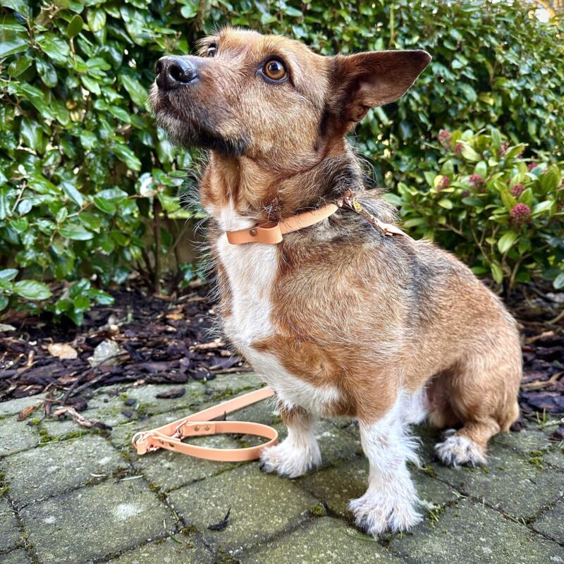 dogcollar-splash-tan-D-kopie.jpeg Biothane Hondenlijn Tan