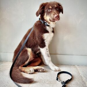 Biothane Hondenlijn Zwart