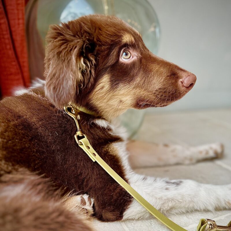 dogsplash-green-C-kopie.jpeg Biothane Hondenlijn Olijfgroen