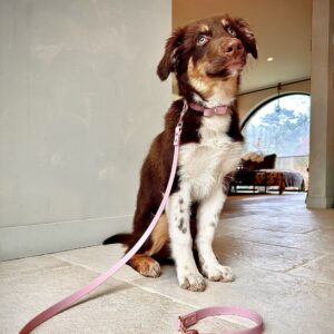 dogsplash-lavendel-A-kopie.jpeg Biothane Hondenlijn Lavendel