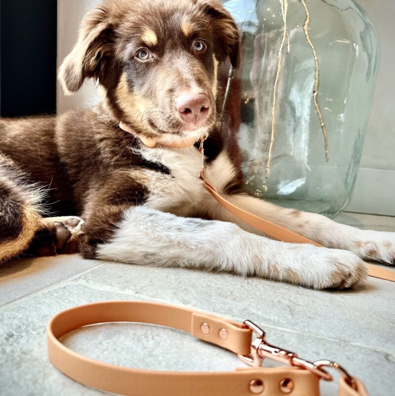 dogsplash-tan-B-kopie-2.jpeg Biothane Hondenlijn Tan