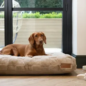 file_423962f0-65ff-45fd-99b3-466a419e4448.webp Orthopedisch Hondenkussen Beige