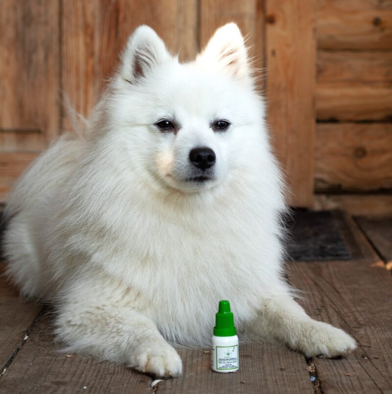 forestwolfperak-oogdruppels-kopie.jpg Oogdruppels Hond TraumaPet