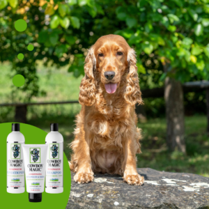 happy-puppy-dog-cocker-spaniel-in-the-green-grass-1.png Cowboy Magic Shampoo (473 ML)