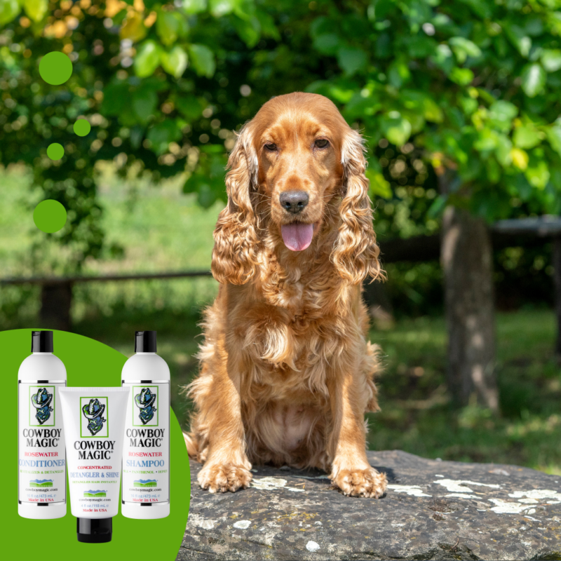 happy-puppy-dog-cocker-spaniel-in-the-green-grass-1.png Cowboy Magic Shampoo (473 ML)