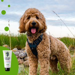 happy-puppy-dog-cocker-spaniel-in-the-green-grass-2.png Cowboy Magic Detangler