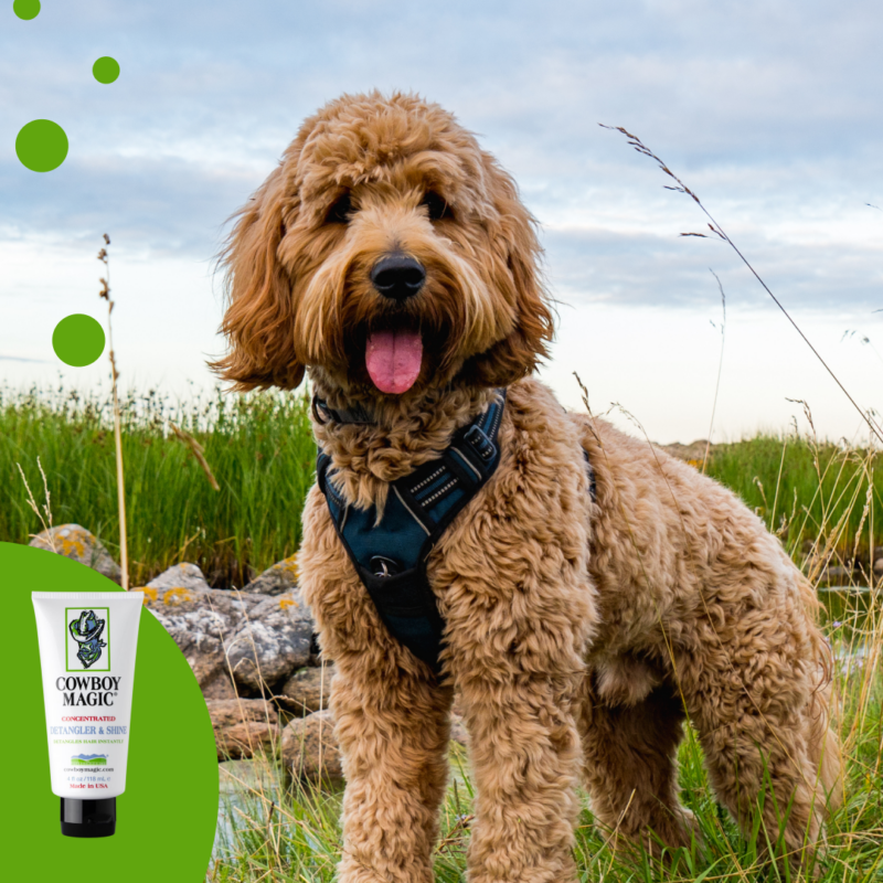 happy-puppy-dog-cocker-spaniel-in-the-green-grass-2.png Cowboy Magic Detangler