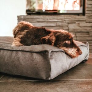 orthopedisch-hondenkussen-bruin-nieuw.jpg Orthopedisch Hondenkussen Taupe